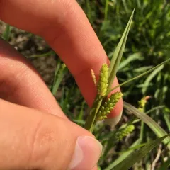 Limestone Meadow sedge thumbnail 1