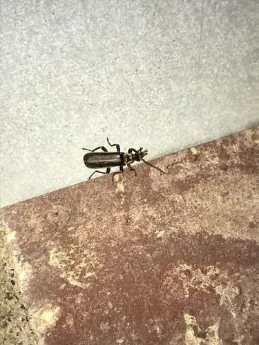 Podabrus punctulatus