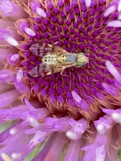 Terellia occidentalis thumbnail 3