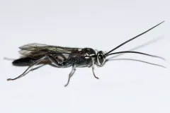 Coelichneumon azotus thumbnail 1