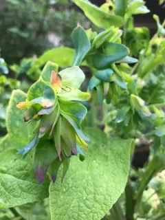 Greater honeywort thumbnail 1
