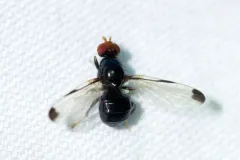 Pseudoseioptera albipes thumbnail 3