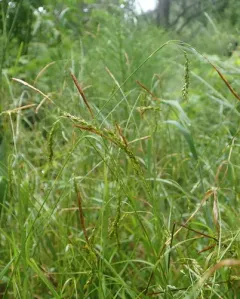 European Woodland Sedge thumbnail 4