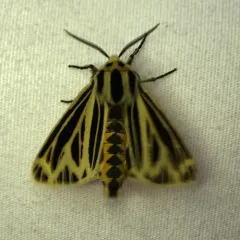 Little Virgin Tiger Moth thumbnail 3