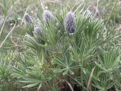 Wyeth's Lupine thumbnail 2