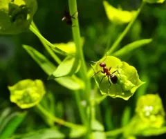 Formica aserva thumbnail 2