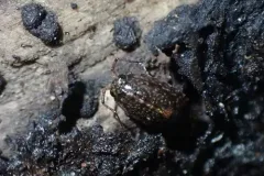 Broad Rockslater thumbnail 1