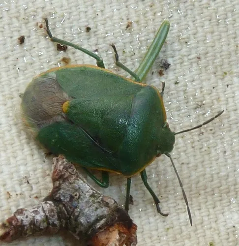 Chlorochroa rossiana