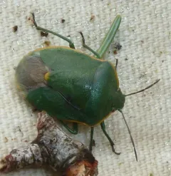 Chlorochroa rossiana thumbnail 1