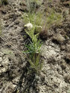peregrine thistle thumbnail 2
