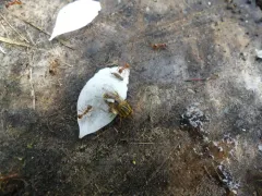 Yellow-legged Bog Fly thumbnail 3