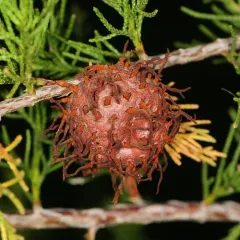 Cedar-apple rust thumbnail 3