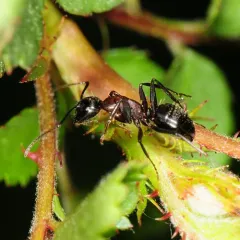 New York Carpenter Ant thumbnail 2
