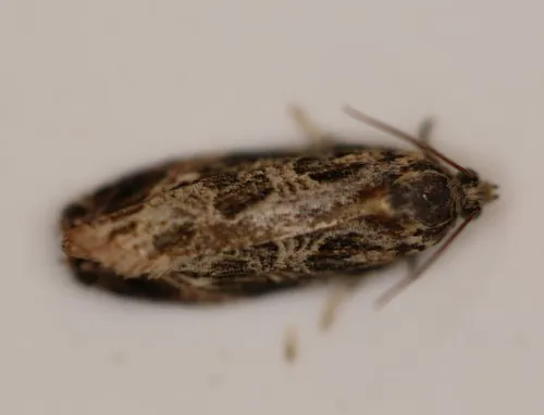 Macrame Moth