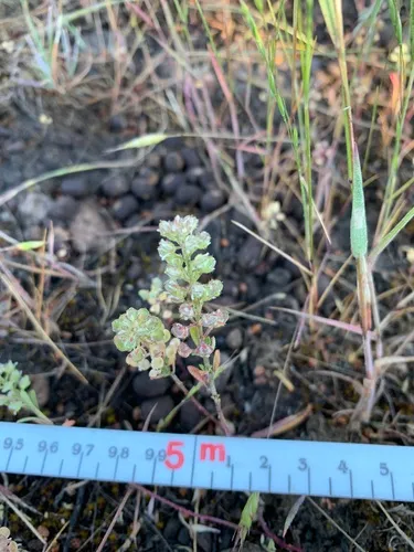 Hairypod Pepperweed