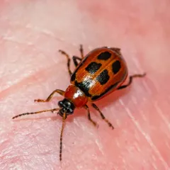 Bean Leaf Beetle thumbnail 4