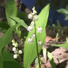 European lily of the valley thumbnail 1