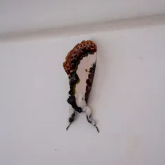 Pearly Wood-nymph thumbnail 3