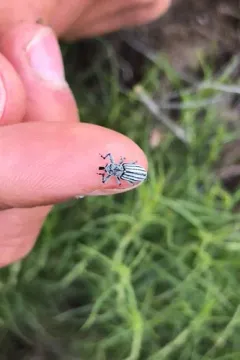 Myrmex lineatus thumbnail 2