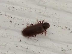 Hemicoelus gibbicollis thumbnail 4