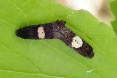 Epiblema walsinghami thumbnail 2
