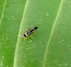 Bertamyia notata thumbnail 4