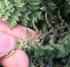 Fee's lip fern thumbnail 1