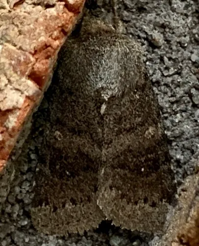 Modest Quaker