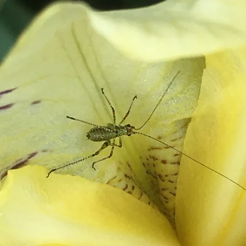 Mediterranean Katydid