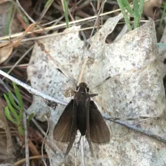 Dusted Skipper thumbnail 1