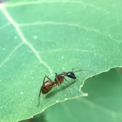 American Carpenter Ant thumbnail 2
