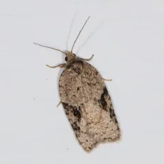 Acleris cornana thumbnail 2