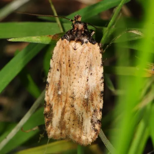 Beggartick Leaffolder Moth