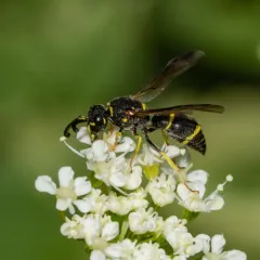 Parancistrocerus pensylvanicus thumbnail 2