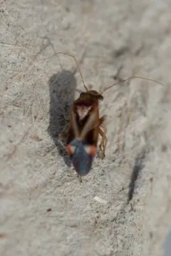 Bolteria luteifrons thumbnail 3