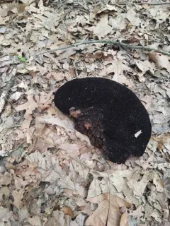 Hairy Hexagonia thumbnail 1