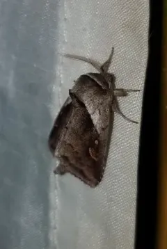 Narrow-leaved Cattail Diver Moth thumbnail 4