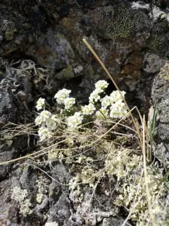 spear-fruited draba thumbnail 1