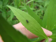 Anthaxia viridicornis thumbnail 4