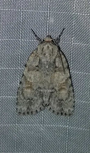 Lesser Oak Dagger