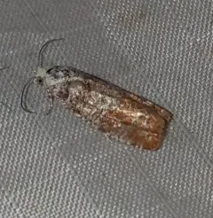 Pitch Twig Moth thumbnail 4