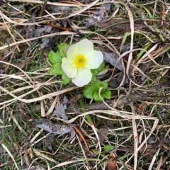 White Globeflower thumbnail 3