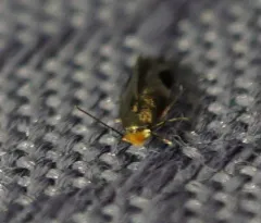 Stigmella resplendensella thumbnail 2