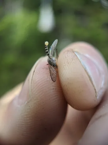 Provoking Mosquito