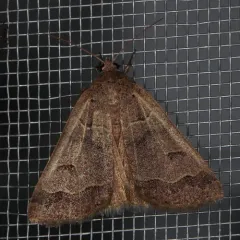 Common Oak Moth thumbnail 2