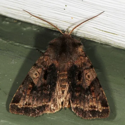 Willow Dart