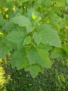 Blackcurrant thumbnail 3