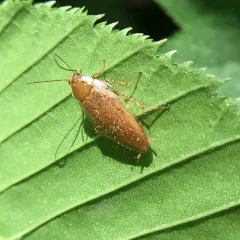 Tawny Cockroach thumbnail 2