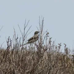 Townsend's Solitaire thumbnail 3