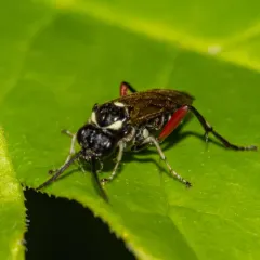 Privet Sawfly thumbnail 2